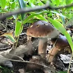 וילה Garden