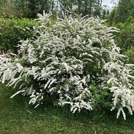 Pyhtaeae Garden *
